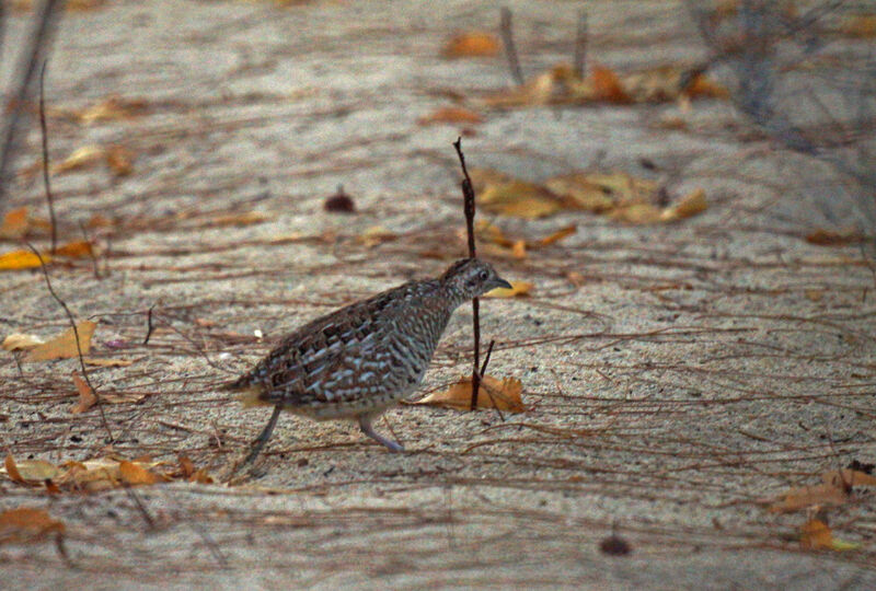 Madagascar Buttonquail