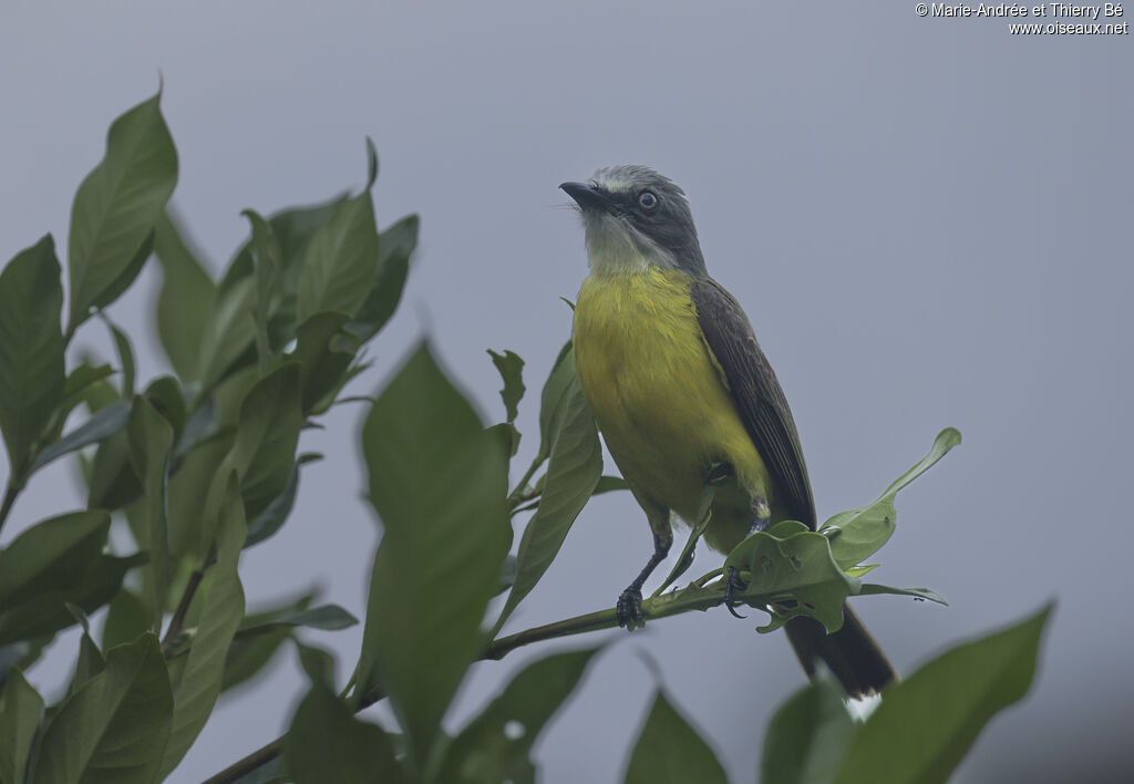 Grey-capped Flycatcher