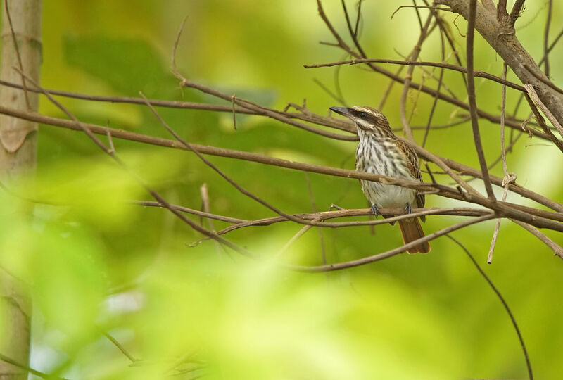 Streaked Flycatcher