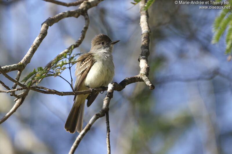 La Sagra's Flycatcher