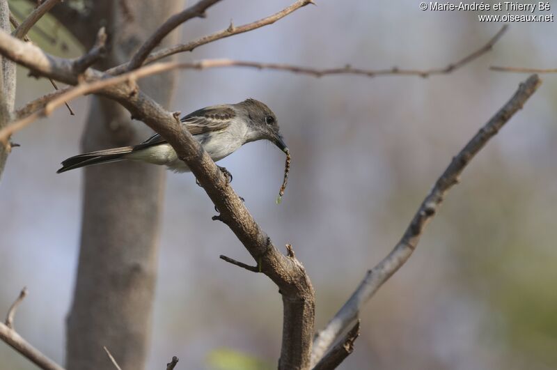 La Sagra's Flycatcher