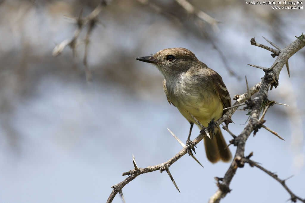 Tyran des Galapagos