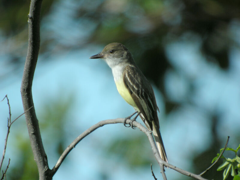 Short-crested Flycatcher