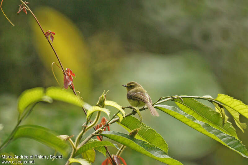 Yellow Tyrannulet, habitat, pigmentation