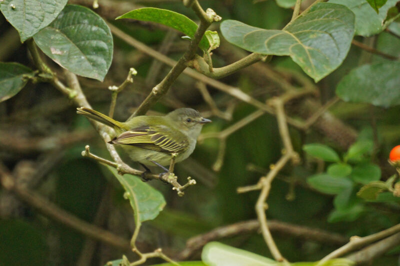 Tyranneau menuadulte