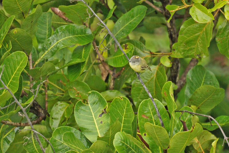 Tyranneau roitelet