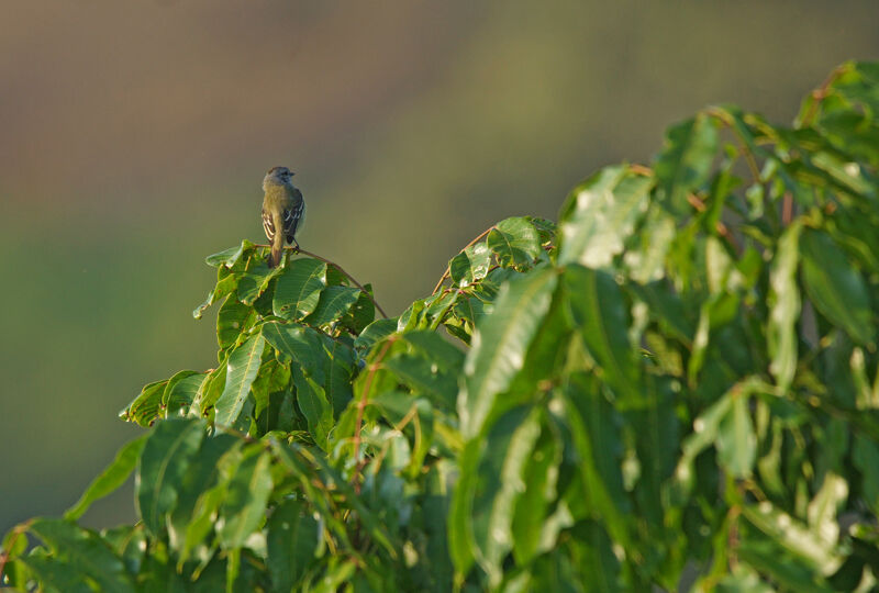 Yellow-crowned Tyrannulet