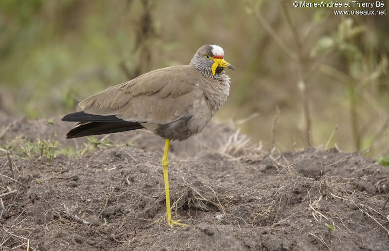 African Wattled Lapwing