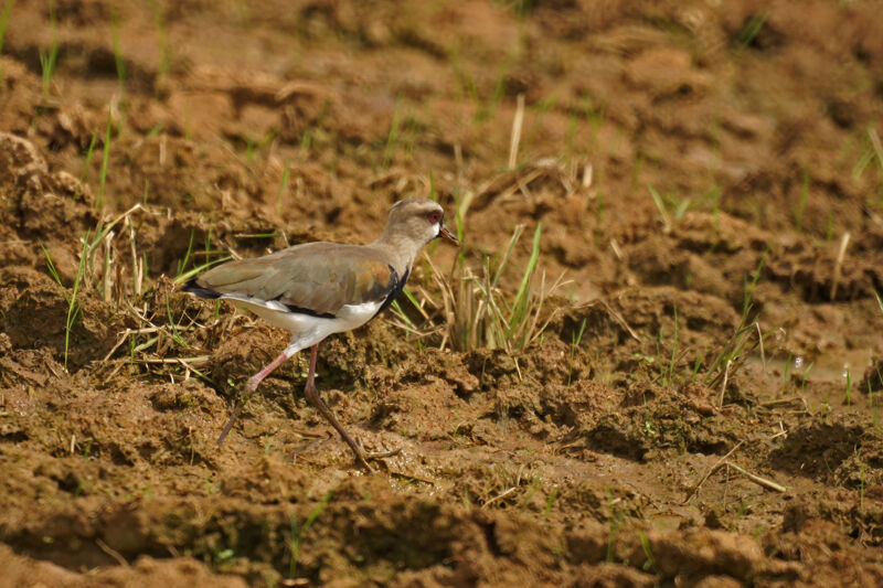 Southern Lapwing