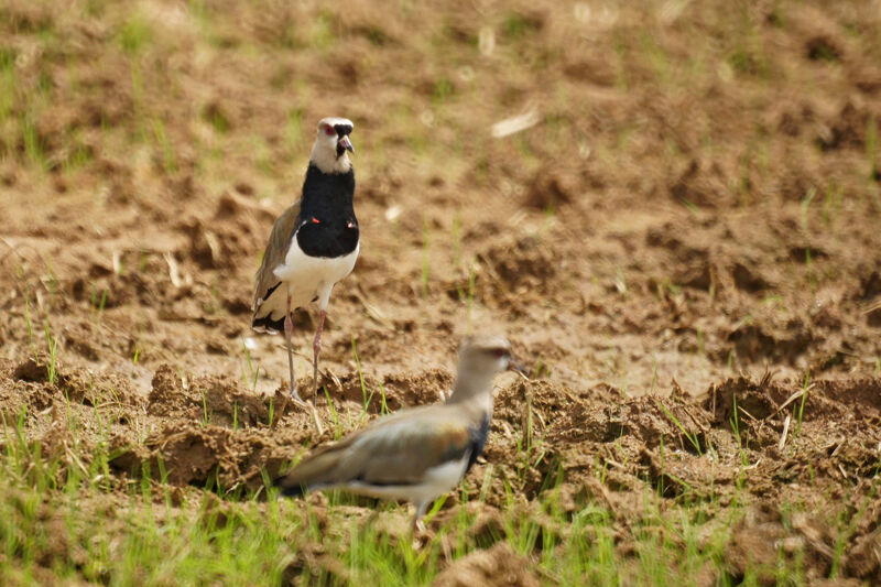 Southern Lapwing