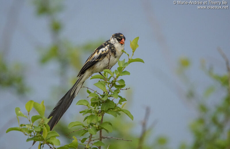 Pin-tailed Whydah male