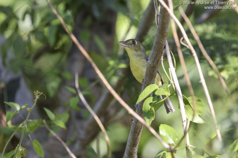 Cuban Vireo