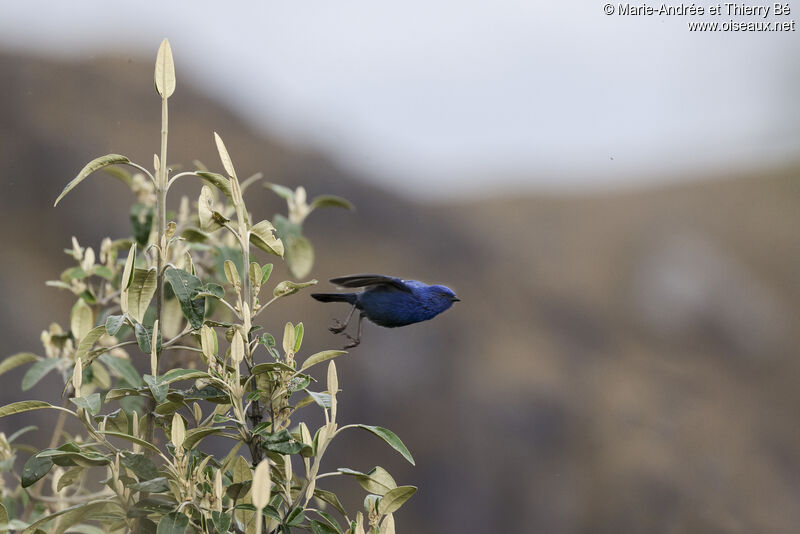 Streaked Dacnis male