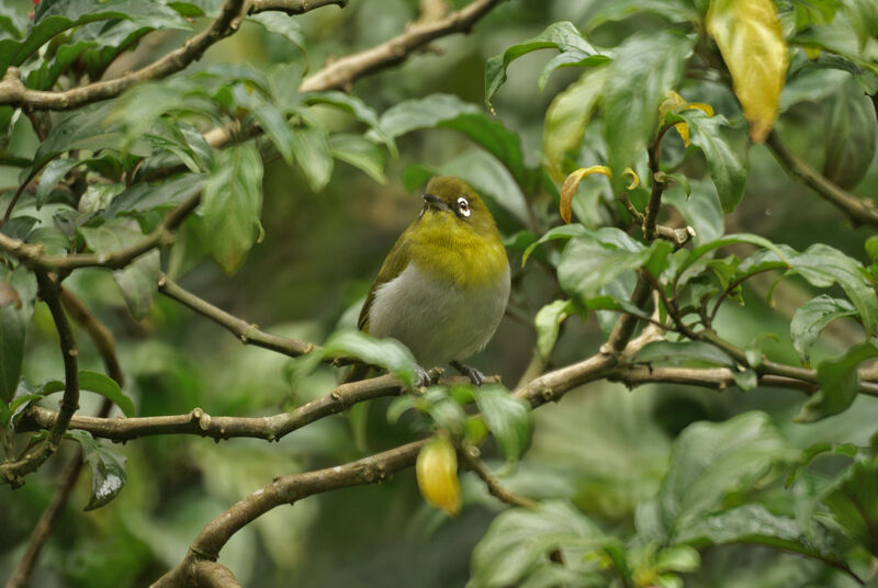 Sri Lanka White-eye