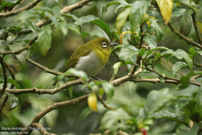 Sri Lanka White-eyeadult