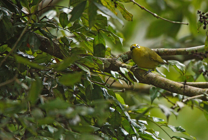 Northern Yellow White-eye