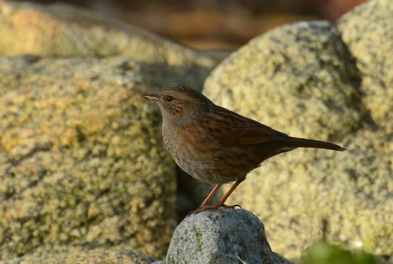 Dunnockadult, identification