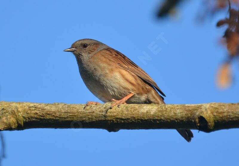 Dunnockadult, identification