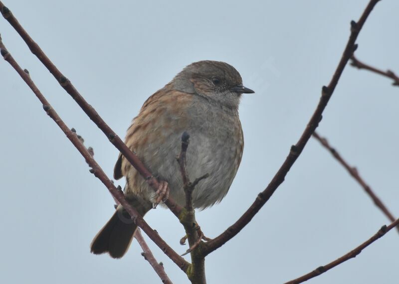 Dunnockadult, identification