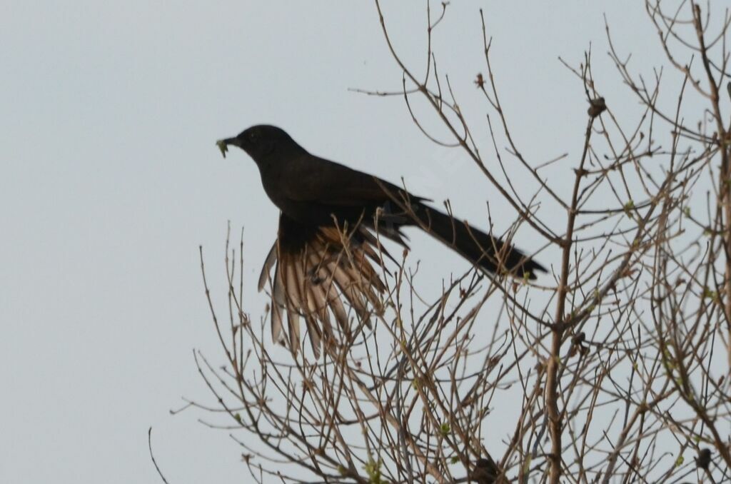 Black Scrub Robinadult
