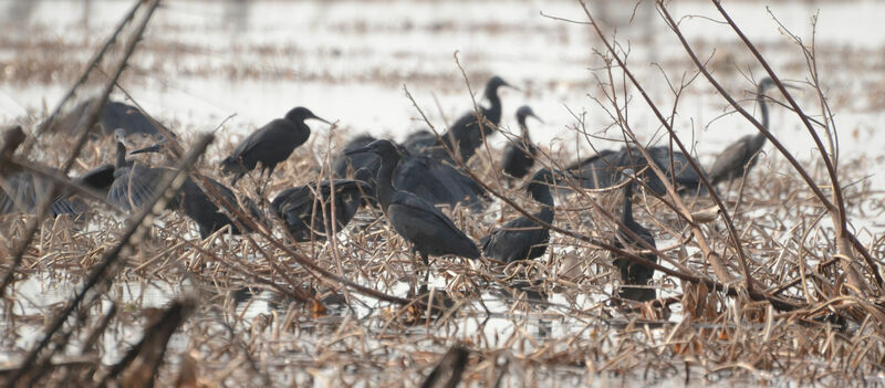 Black Heronadult