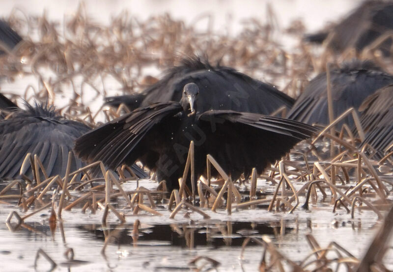 Black Heronadult, Behaviour