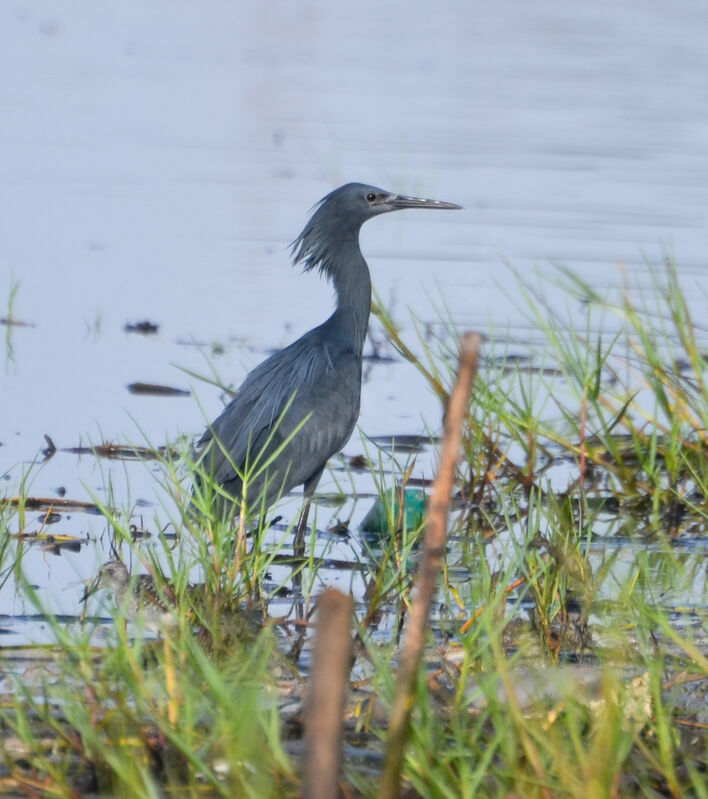 Aigrette ardoiséeadulte, identification