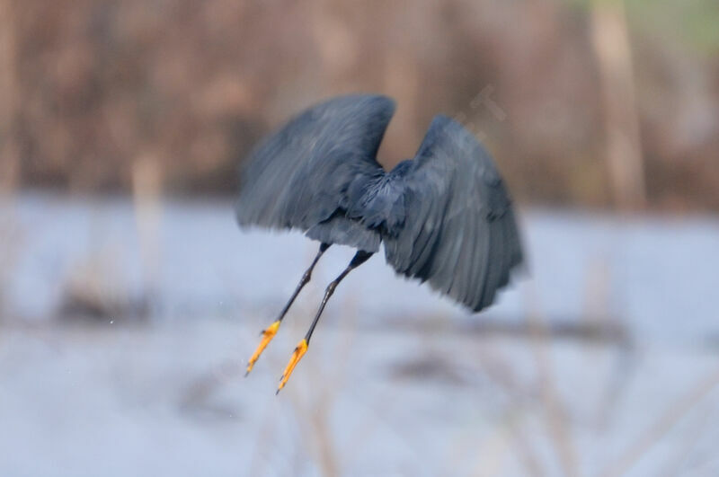 Black Heronadult, Flight