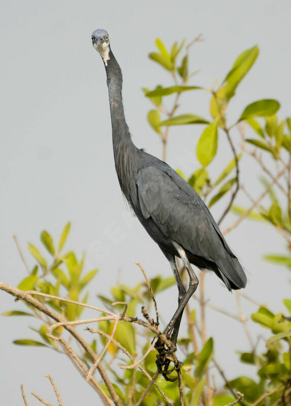 Aigrette des récifsadulte, identification