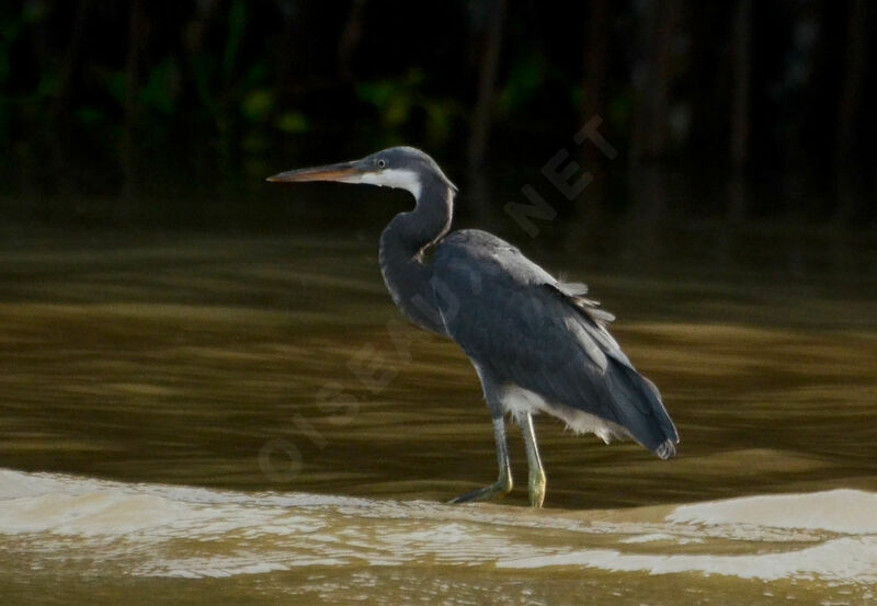 Aigrette des récifsadulte