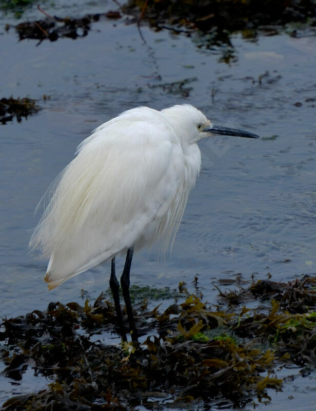 Little Egretadult