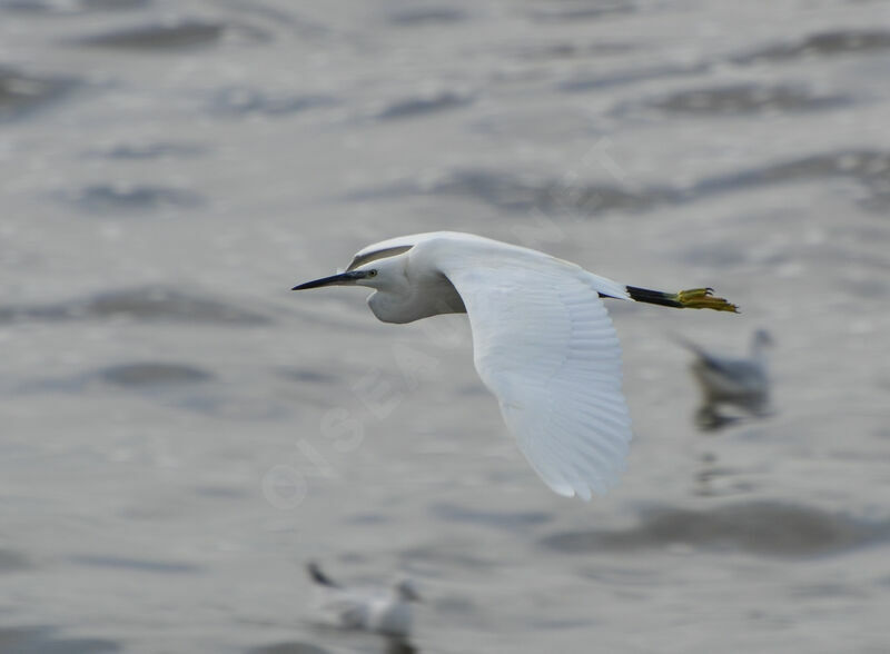 Aigrette garzette, Vol