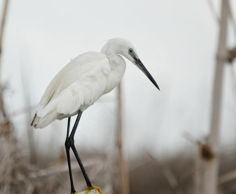 Aigrette garzetteadulte, identification