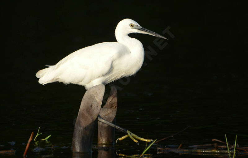 Little Egretadult