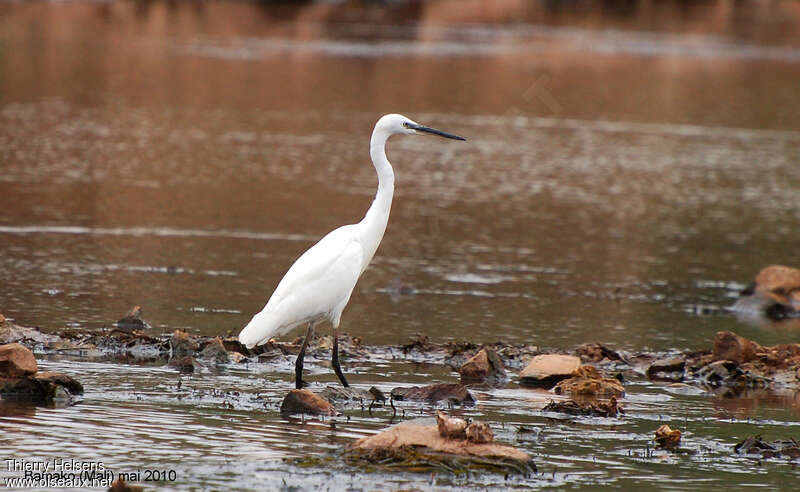 Little Egretadult post breeding, identification