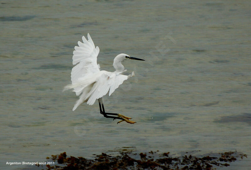 Aigrette garzetteadulte