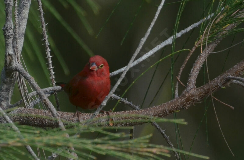 Amarante du Sénégal mâle adulte, identification