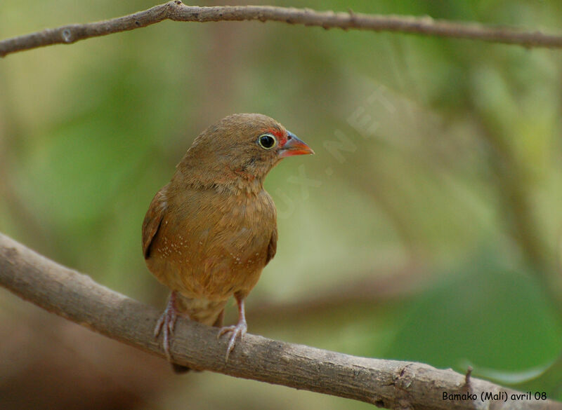 Red-billed Firefinch female adult