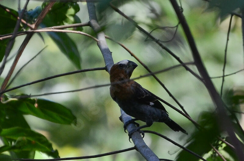 Thick-billed Weaver