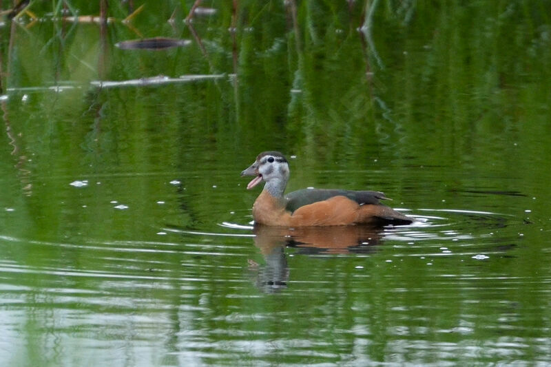 African Pygmy Gooseimmature, identification