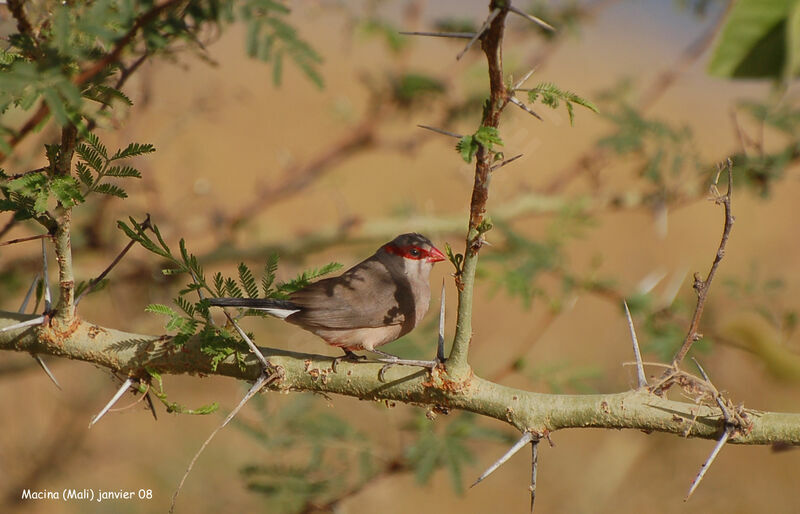 Black-rumped Waxbill