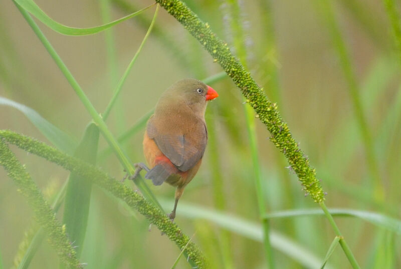 Anambra Waxbilladult, identification