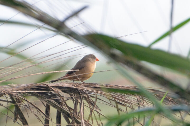 Anambra Waxbill