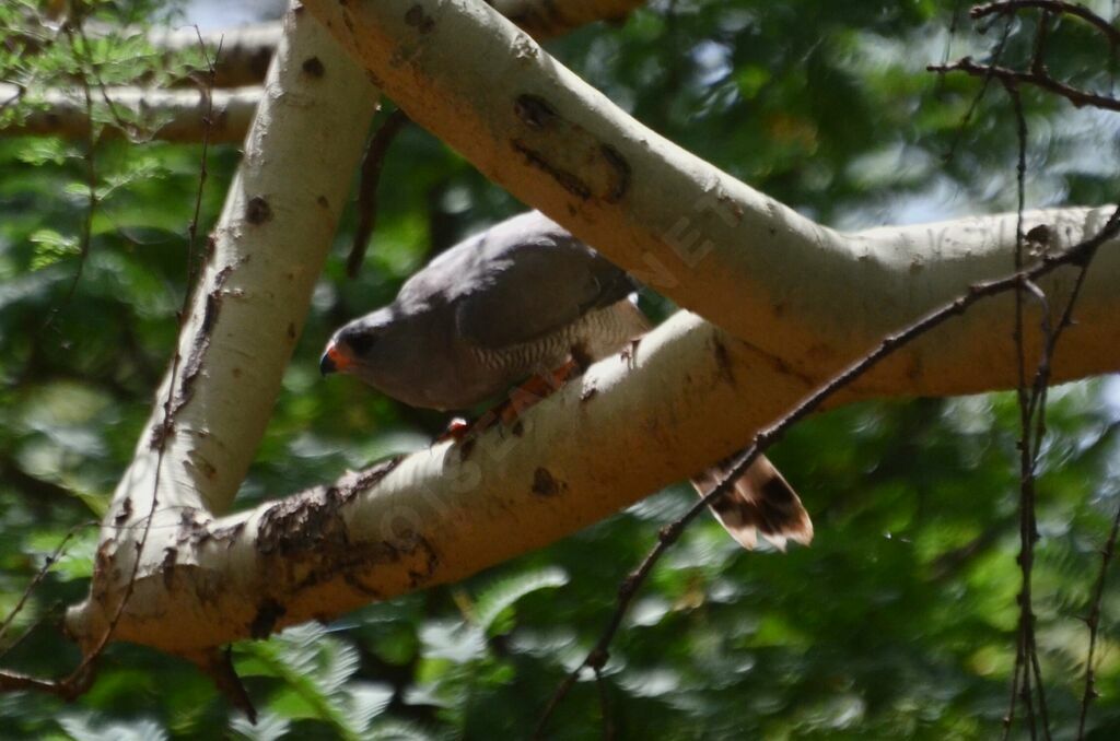 Gabar Goshawkadult, fishing/hunting