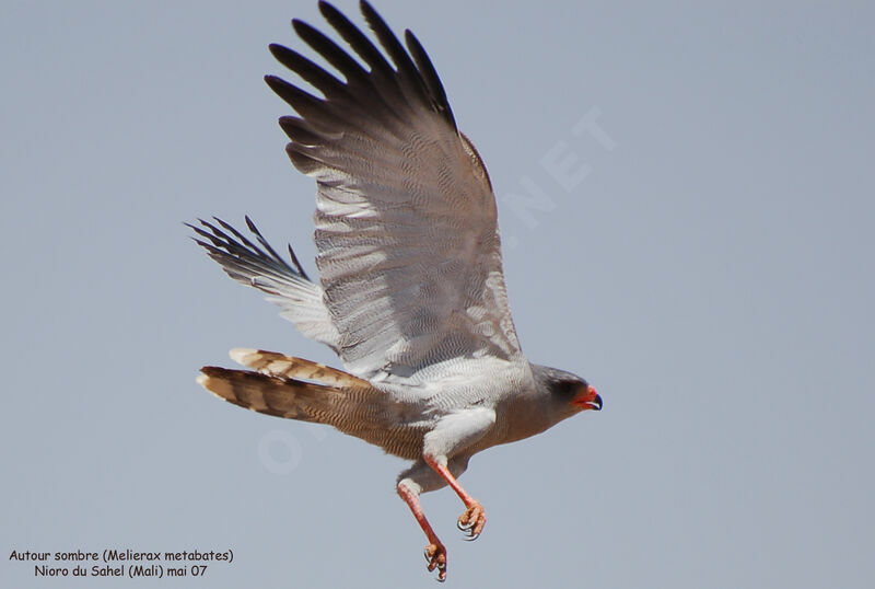 Dark Chanting Goshawkadult