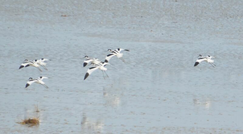 Pied Avocetadult, identification