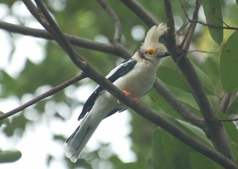 Bagadais casquéadulte, identification