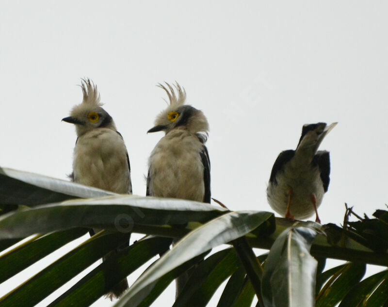 White-crested Helmetshrike , identification