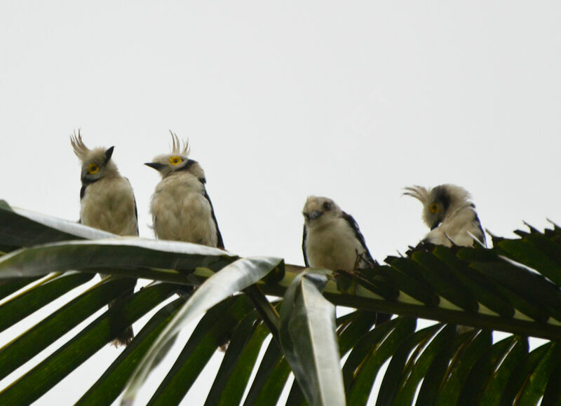 White-crested Helmetshrike