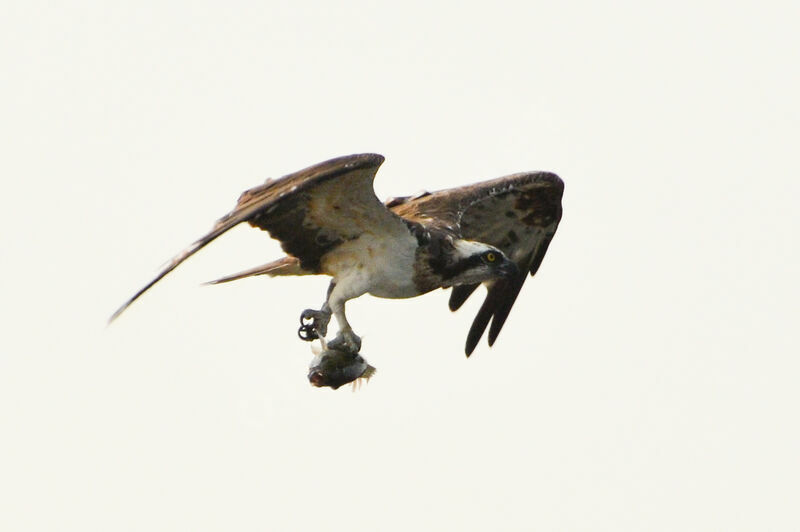 Balbuzard pêcheuradulte, pêche/chasse